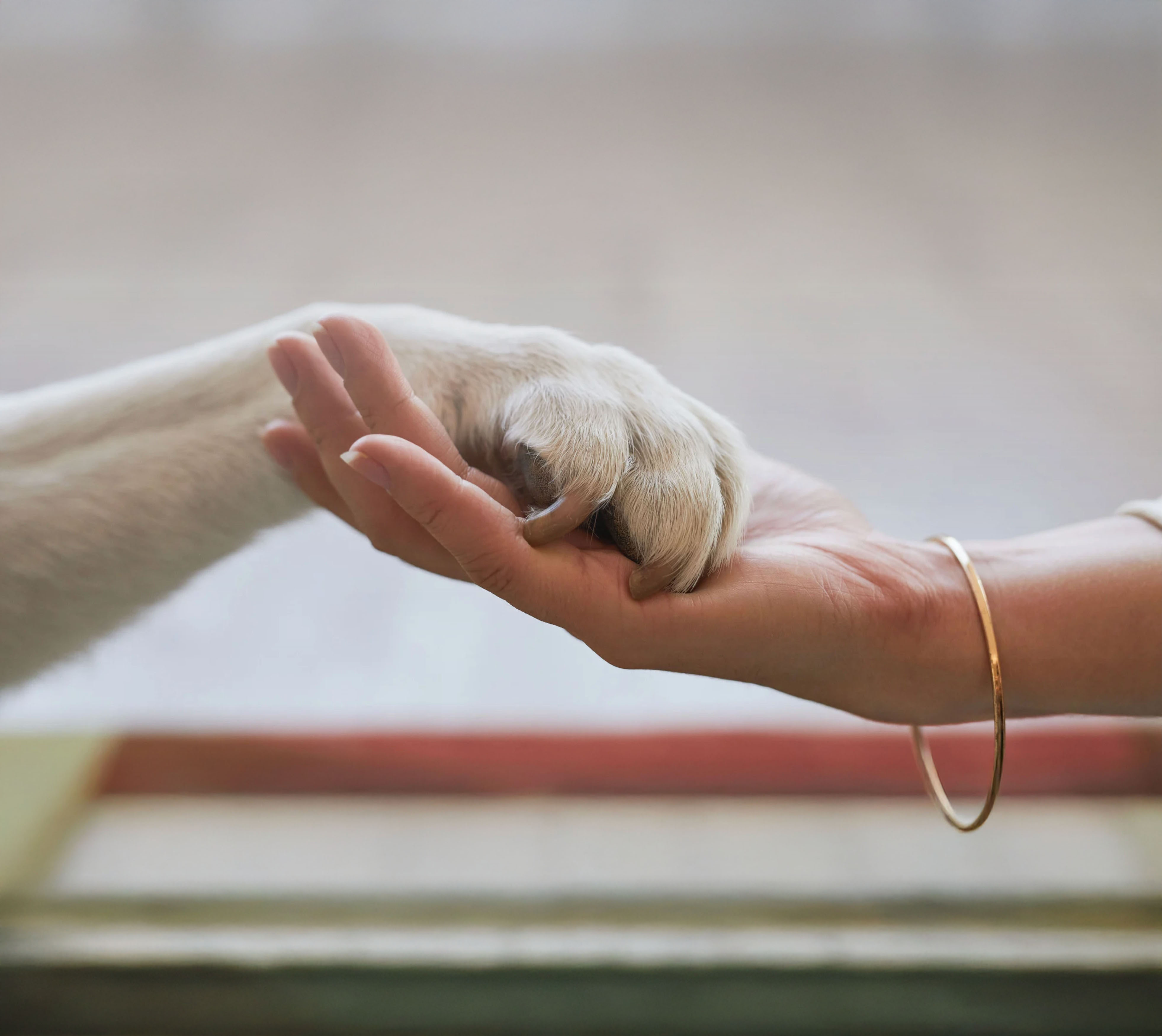 Dra. Ivia Talieri cumprimentando um cão